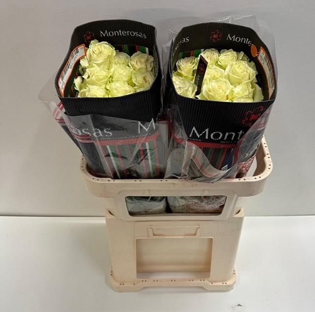 Rosa ec mondial MR.jpg
